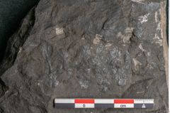 Foto (Detailansicht) von Thinnfeldia gracilis Ettingshausen (NHMW-GEO-2024-0188-10315)